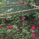 Rosa × damascenaപുഷ്പം