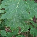 Quercus velutina ഇല