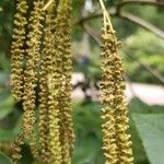 Carya cordiformis Flower