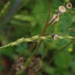 Aegilops cylindrica Rinde