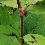 Persicaria virginiana Casca