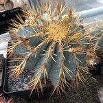 Ferocactus glaucescens Foglia