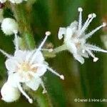Guioa villosa Fruit