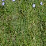 Linum leonii Habit