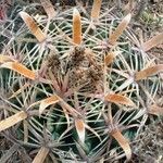 Ferocactus latispinus Лист