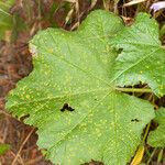 Malva multiflora برگ