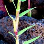 Cynodon dactylon Leaf