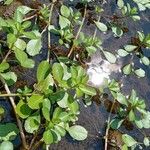 Ludwigia grandiflora Blad