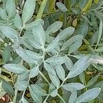 Ruta chalepensis Hoja