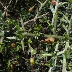 Genista scorpius Leaf