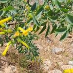 Nicotiana glauca Lapas