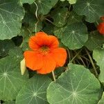 Tropaeolum majusBlomst