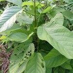 Sterculia tragacantha Folio