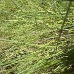 Festuca valesiaca Folha