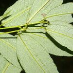 Mabea occidentalis Leaf