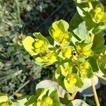 Euphorbia helioscopia Õis