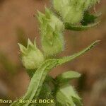 Nonea echioides Fruit