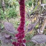 Amaranthus hypochondriacusBlodyn