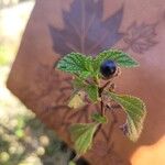 Lantana achyranthifolia ᱡᱚ