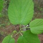 Morus rubra Leaf