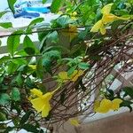 Allamanda catharticaFuelha