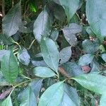 Psychotria suterella Hoja