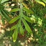 Stenocarpus sinuatus Levél