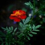 Tagetes patulaFlower