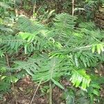 Phyllanthus mimosoides Облик