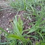 Catapodium rigidum Hoja