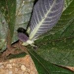 Trichostachys aurea Flor