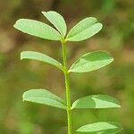 Coronilla minima Leaf