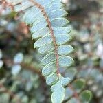 Hemionitis rotundifolia Leaf