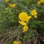 Genista aetnensisFlower