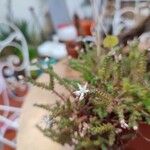 Sedum moranense Flower