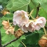 Dombeya burgessiae Цвят