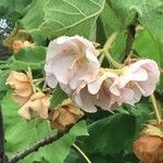 Dombeya burgessiae Květ