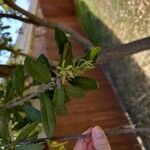 Quercus fusiformis Hoja