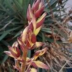 Yucca gloriosa Sonstige