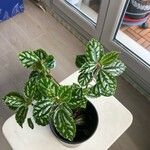 Pilea cadierei List