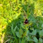Ophrys insectifera Flors