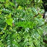 Zanthoxylum fagara Leaf