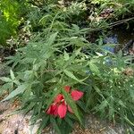 Hibiscus coccineus অভ্যাস