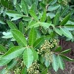 Schinus terebinthifolius List