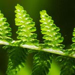 Athyrium filix-femina Gyümölcs