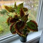 Coleus decurrensList