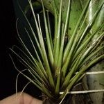 Tillandsia festucoides Fuelha