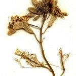 Erysimum cheiranthoides Λουλούδι