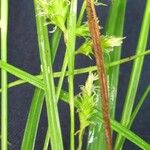 Carex polystachya