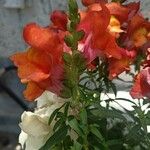 Antirrhinum majusLeaf